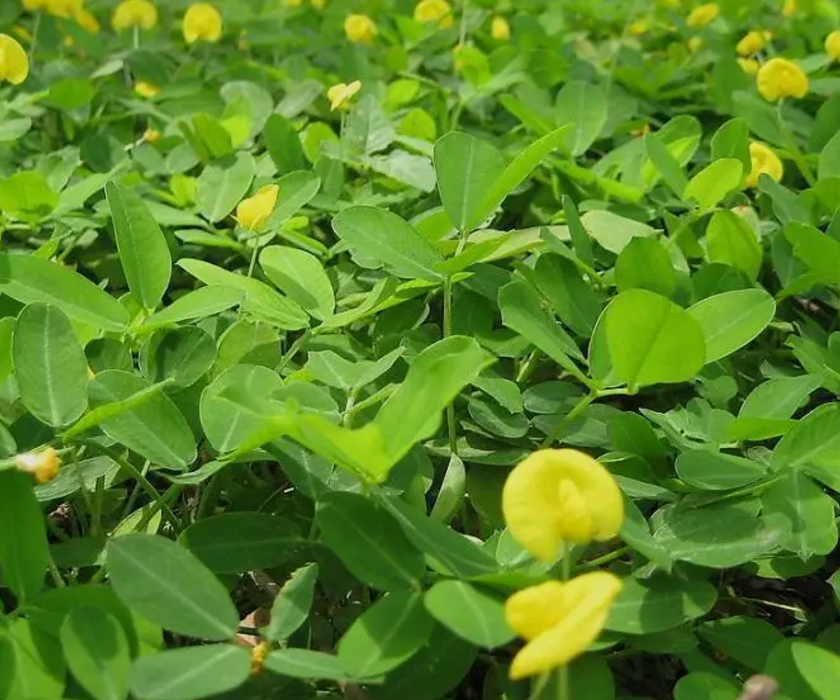 花生什么时候种植好？种植过程需要注意什么？